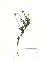 藏品(臺灣馬蘭)的圖片